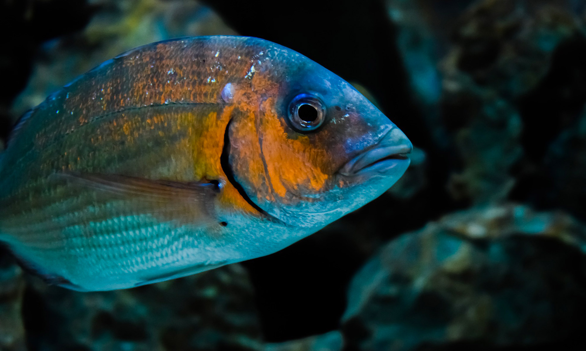 Acquacoltura dei pesci di mare litoranea e in mare aperto Acquacoltura dei pesci di mare litoranea e in mare aperto